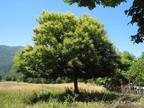 Bild von Castanea sativa (). Klicken Sie, um den Ausschnitt zu vergrössern.