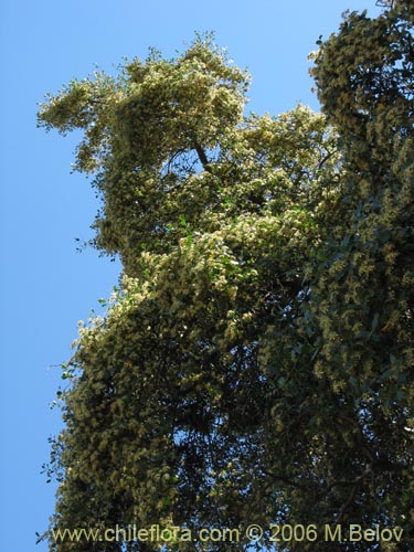 Bild von Quillaja saponaria (Quillay). Klicken Sie, um den Ausschnitt zu vergrössern.