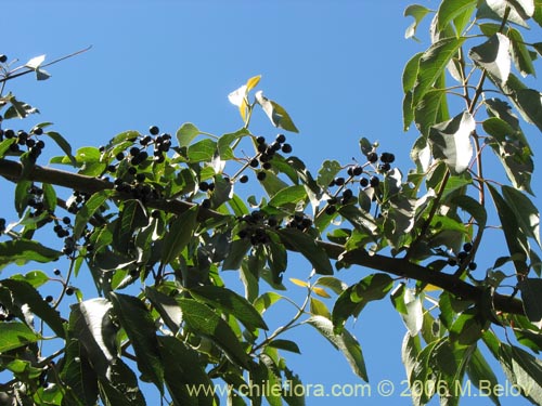 Imágen de Aristotelia chilensis (Maqui). Haga un clic para aumentar parte de imágen.