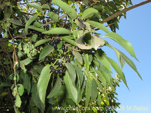 Фотография Aristotelia chilensis (Maqui). Щелкните, чтобы увеличить вырез.