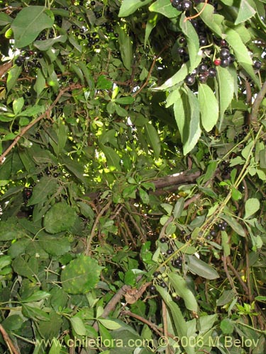 Bild von Aristotelia chilensis (Maqui). Klicken Sie, um den Ausschnitt zu vergrössern.