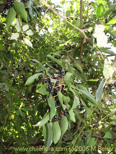 Imágen de Aristotelia chilensis (Maqui). Haga un clic para aumentar parte de imágen.