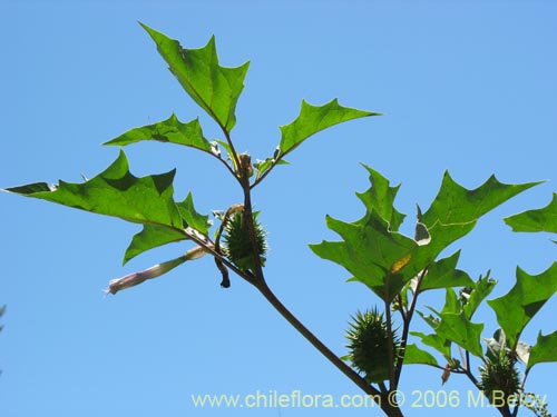 Imágen de Datura stramonium (Chamico / Miyaya). Haga un clic para aumentar parte de imágen.