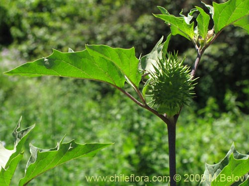 Imágen de Datura stramonium (Chamico / Miyaya). Haga un clic para aumentar parte de imágen.