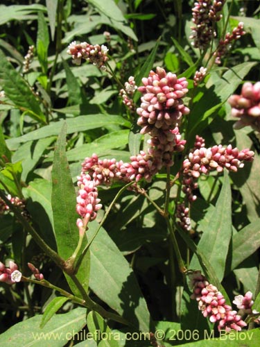 Imágen de Polygonum sp. #1580 (). Haga un clic para aumentar parte de imágen.