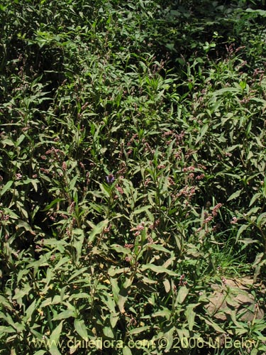 Polygonum sp. #1580의 사진