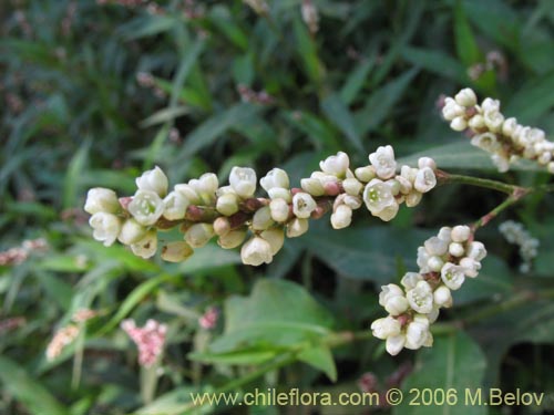 Imágen de Polygonum sp. #1580 (). Haga un clic para aumentar parte de imágen.