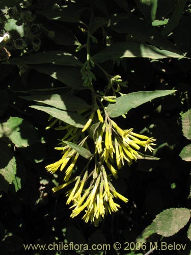 Imágen de Cestrum parqui (Palqui / Parqui / Hediondilla). Haga un clic para aumentar parte de imágen.