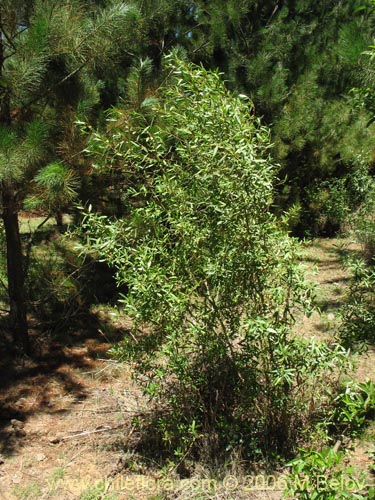 Colliguaja salicifoliaの写真