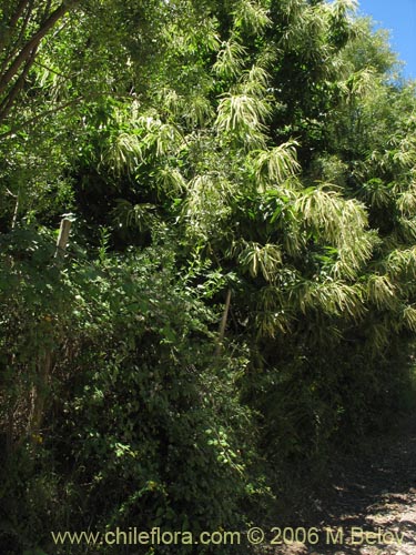 Bild von Castanea sativa (). Klicken Sie, um den Ausschnitt zu vergrössern.