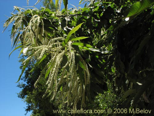 Bild von Castanea sativa (). Klicken Sie, um den Ausschnitt zu vergrössern.