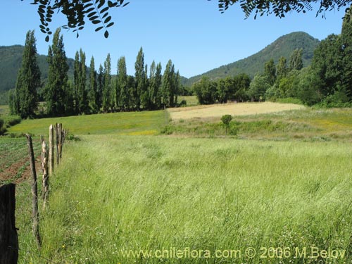 Image of countryside near Talca.