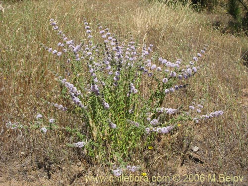 Image of Mentha pulegium (Poleo / Menta). Click to enlarge parts of image.