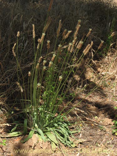 Imágen de Plantago lanceolata (Llantén / Llantén menor). Haga un clic para aumentar parte de imágen.