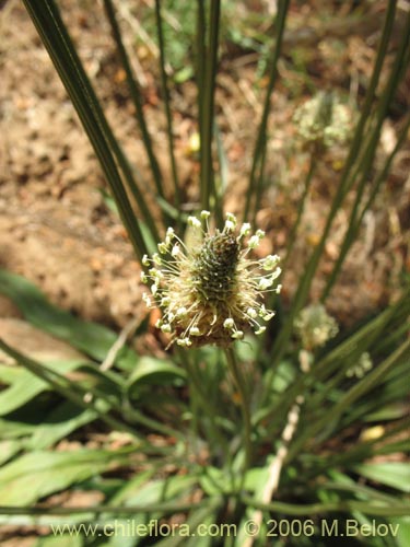 Plantago lanceolataの写真