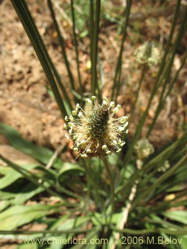 Image of Plantago lanceolata (Llantn / Llantn menor). Click to enlarge parts of image.