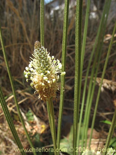 Imágen de Plantago lanceolata (Llantén / Llantén menor). Haga un clic para aumentar parte de imágen.