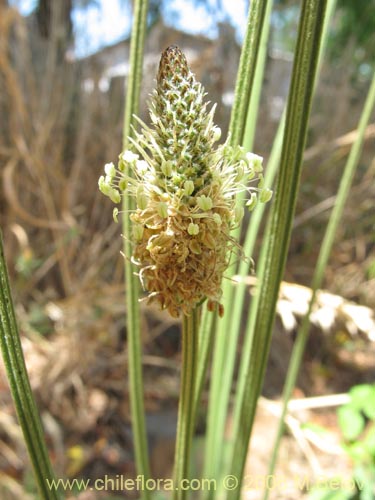 Фотография Plantago lanceolata (Llantén / Llantén menor). Щелкните, чтобы увеличить вырез.