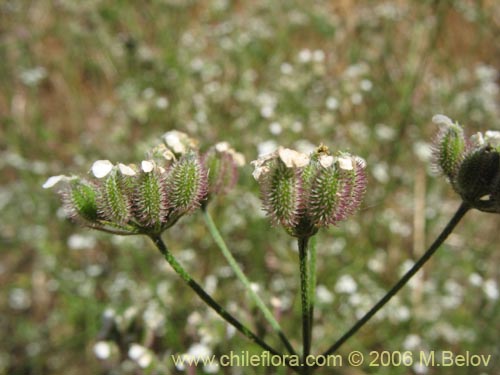 Image of Unidentified Plant sp. #2278 (). Click to enlarge parts of image.