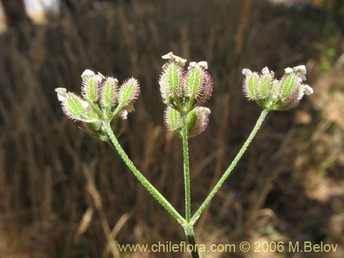 Image of Unidentified Plant sp. #2278 (). Click to enlarge parts of image.