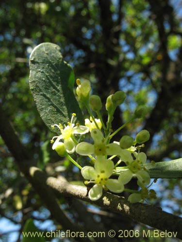 Image of Schinus polygamus (Huingán / Borocoi / Boroco). Click to enlarge parts of image.