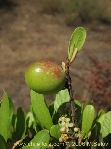 Image of Schinus polygamus (Huingán / Borocoi / Boroco). Click to enlarge parts of image.