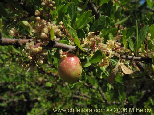 Image of Schinus polygamus (Huingán / Borocoi / Boroco). Click to enlarge parts of image.