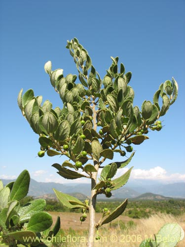 Image of Azara dentada (Aromo de Castilla / Corcolén). Click to enlarge parts of image.