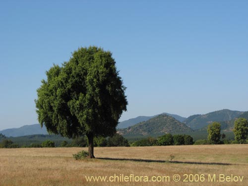 Imágen de Maytenus boaria (Maitén). Haga un clic para aumentar parte de imágen.