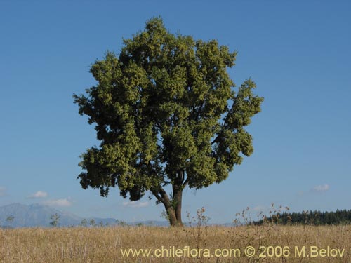 Imágen de Quillaja saponaria (Quillay). Haga un clic para aumentar parte de imágen.