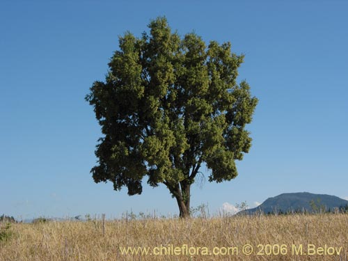 Image of Quillaja saponaria (Quillay). Click to enlarge parts of image.