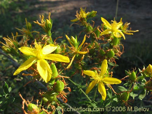 Фотография Hypericum perforatum (Hierba de San Juan). Щелкните, чтобы увеличить вырез.