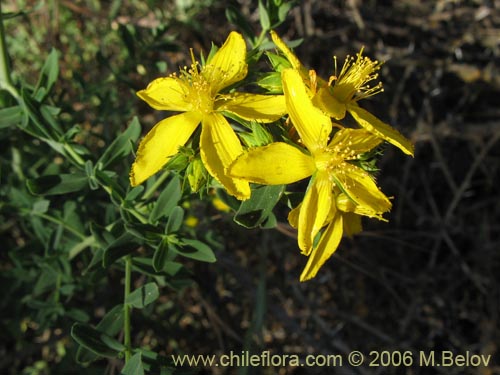 Imágen de Hypericum perforatum (Hierba de San Juan). Haga un clic para aumentar parte de imágen.