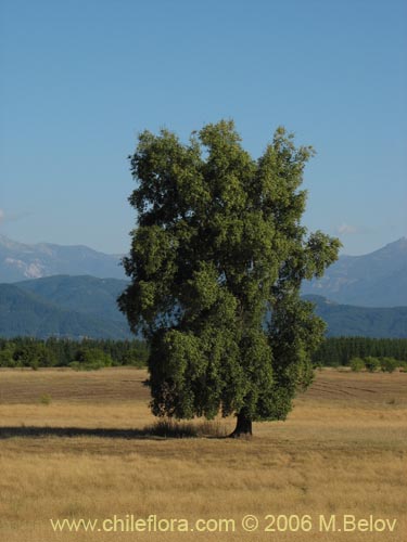 Bild von Quillaja saponaria (Quillay). Klicken Sie, um den Ausschnitt zu vergrössern.