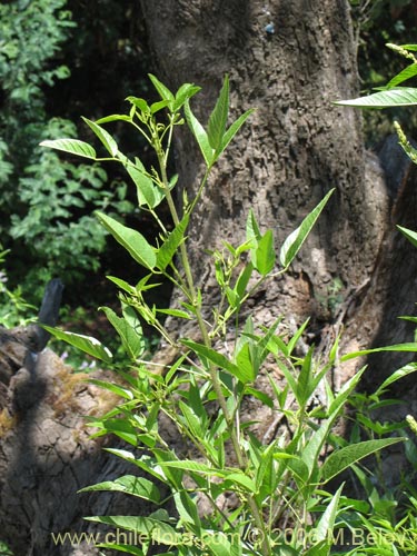 Image of Psoralea glandulosa (CulÃ©n / Cule). Click to enlarge parts of image.