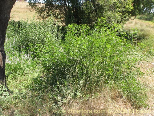 Image of Psoralea glandulosa (Culén / Cule). Click to enlarge parts of image.