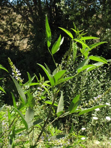 Фотография Psoralea glandulosa (Culén / Cule). Щелкните, чтобы увеличить вырез.