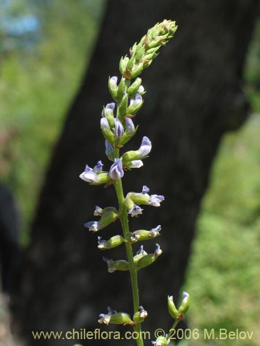 Image of Psoralea glandulosa (Culén / Cule). Click to enlarge parts of image.