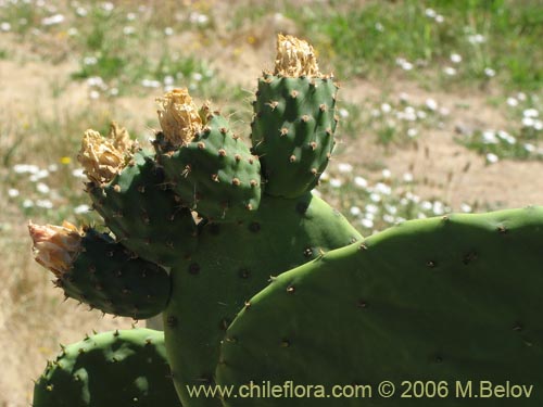 Image of Opuntia ficus-indica (Tuna). Click to enlarge parts of image.