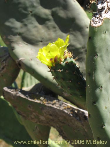 Image of Opuntia ficus-indica (Tuna). Click to enlarge parts of image.