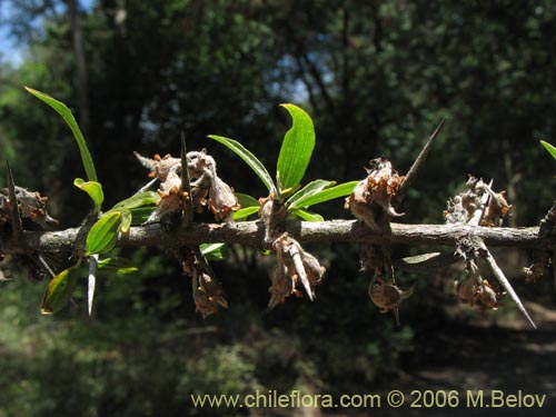 Talguenea quinquinervia的照片