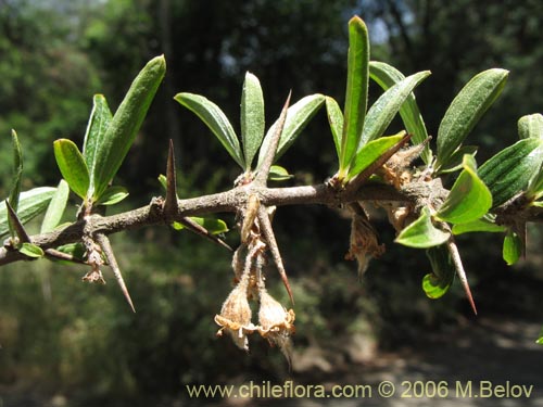 Image of Talguenea quinquinervia (Tralhuen). Click to enlarge parts of image.