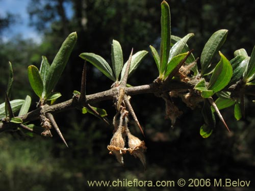 Image of Talguenea quinquinervia (Tralhuen). Click to enlarge parts of image.