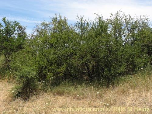 Image of Talguenea quinquinervia (Tralhuen). Click to enlarge parts of image.