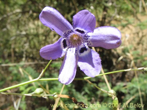 Фотография Conanthera trimaculata (Pajarito del campo). Щелкните, чтобы увеличить вырез.