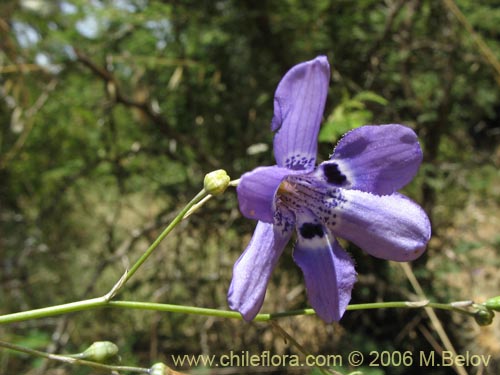 Фотография Conanthera trimaculata (Pajarito del campo). Щелкните, чтобы увеличить вырез.