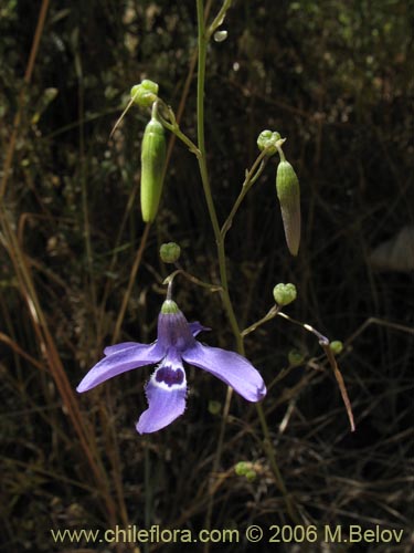 Image of Conanthera trimaculata (Pajarito del campo). Click to enlarge parts of image.