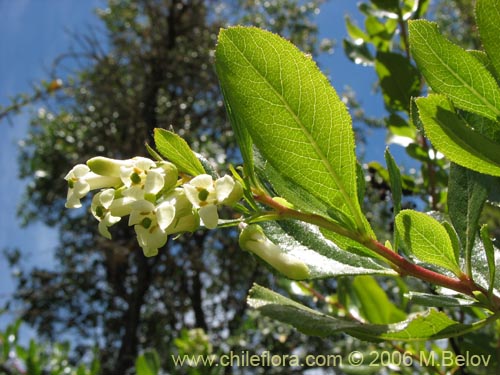 Фотография Escallonia leucantha (Siete camisas / Luncillo / Ñipa blanca). Щелкните, чтобы увеличить вырез.