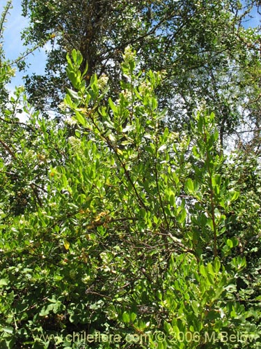 Image of Escallonia leucantha (Siete camisas / Luncillo / Ñipa blanca). Click to enlarge parts of image.