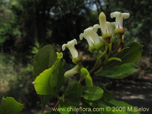 Imágen de Escallonia leucantha (Siete camisas / Luncillo / Ñipa blanca). Haga un clic para aumentar parte de imágen.